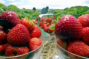 Pick Your Own at Shute Fruit and Produce Bishopsteignton, Teignmouth, Devon
