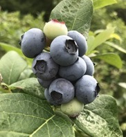 Blueberries