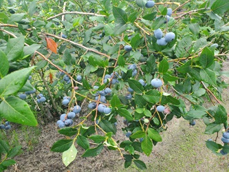 Blueberries on a bush