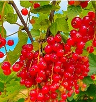 Bell's Farm Shop and Pick Your Own