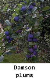 Damson plums