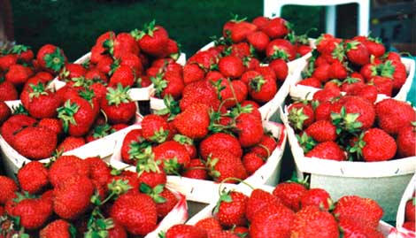 Strawberries