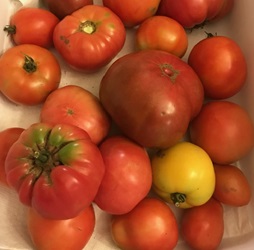 Tomatoes: heiloom varieties and a few hybrids